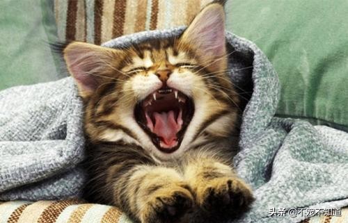 猫口炎不严重需要拔牙吗,猫口炎拔牙仍不能治愈的原因