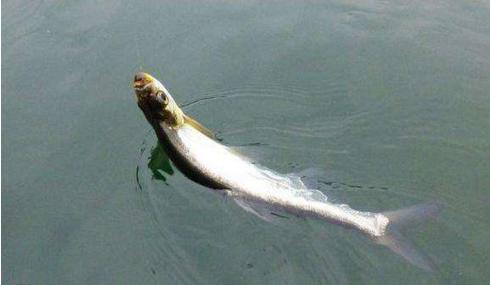 钓翘嘴和草鱼的正确方法与技巧,玉米粒夜钓鲤鱼草鱼方法及技巧