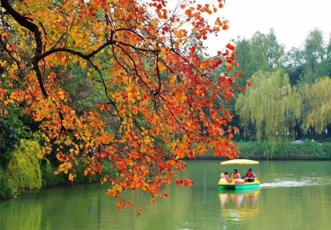 合肥秋季风景打卡地方排行榜,合肥最值得打卡地