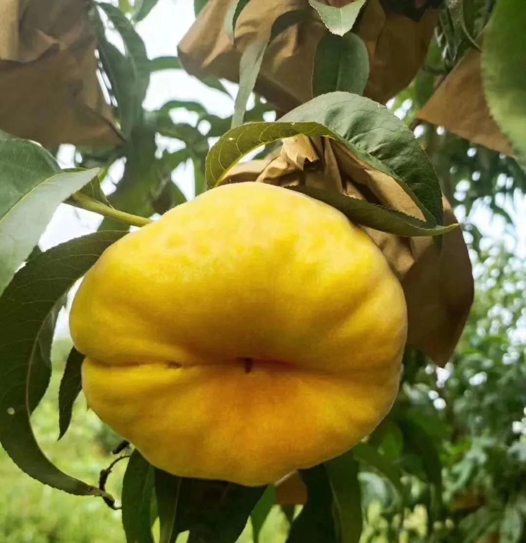 黄金蟠桃便宜,黄金蟠桃口感特别好价格实惠