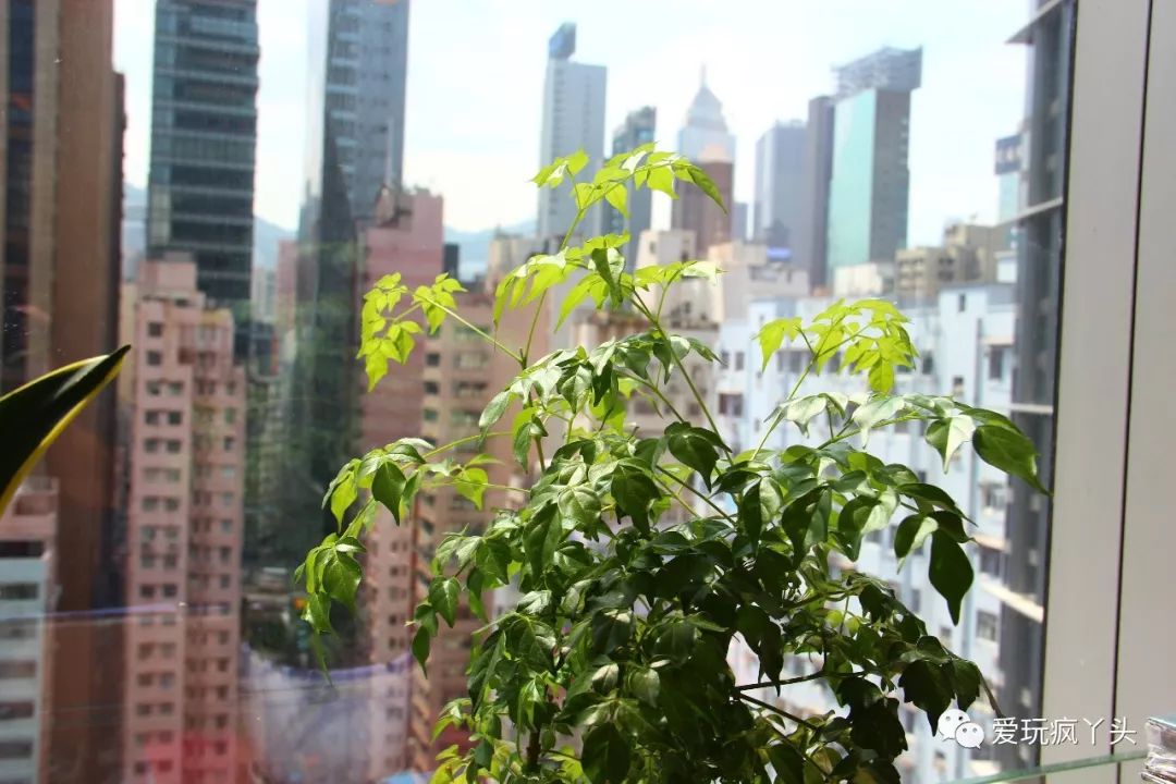 中环尖沙咀铜锣湾三个地方通勤,铜锣湾尖沙咀北角哪个地方繁华