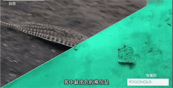 拟态章鱼科幻般伪装全过程,顶级伪装大师拟态章鱼