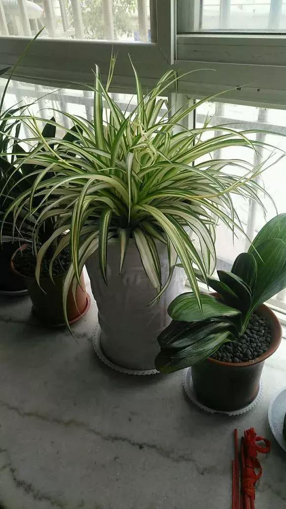 吊兰绿萝怎么换土,绿萝和吊兰用什么土壤