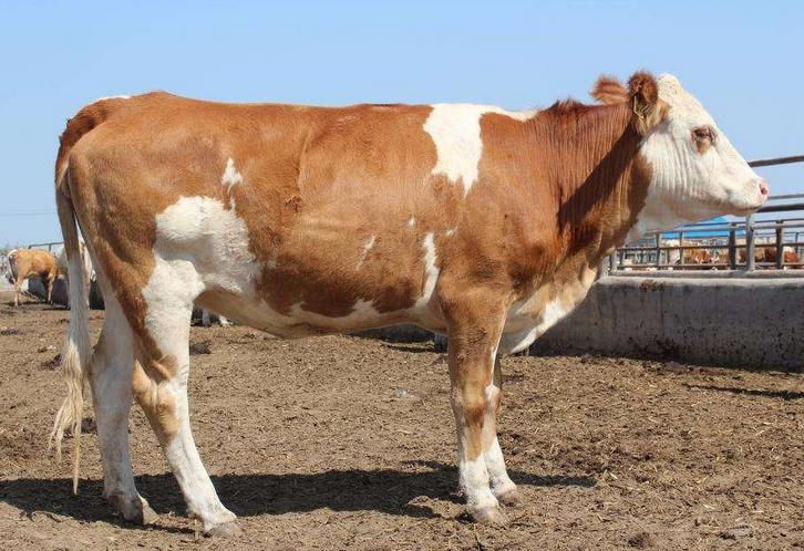 牛拉粪不成形最佳治疗方法,牛拉白色干粪球最快解决方法