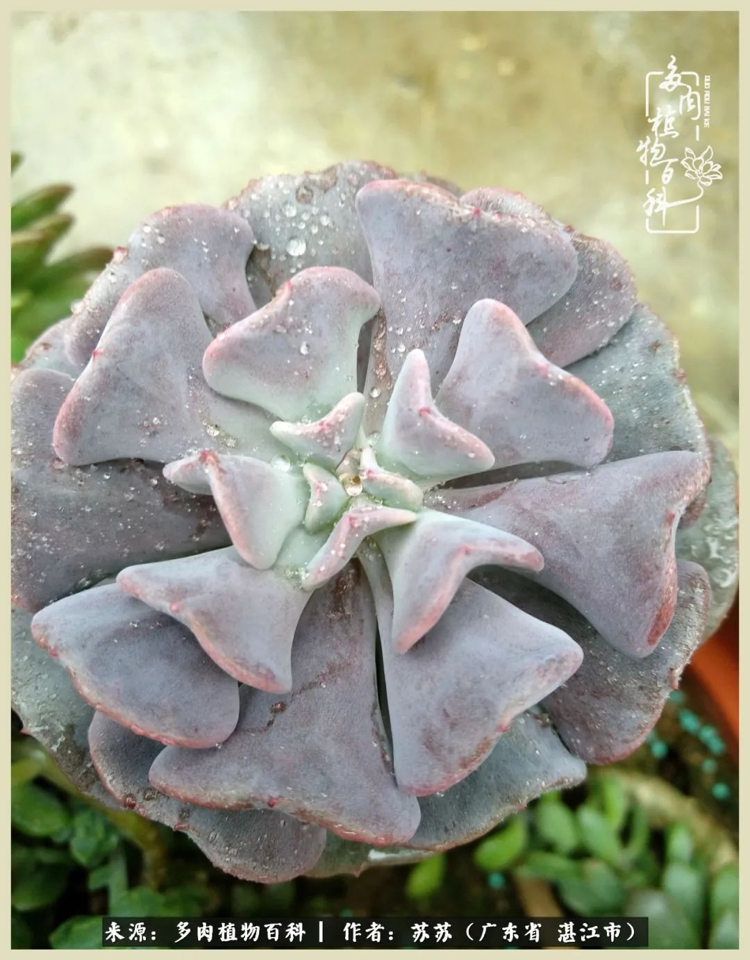 不要辜负与多肉的美好时光,多肉可以给人岁月静好的感觉