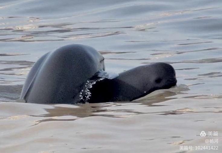 江豚戏水，醉美长江