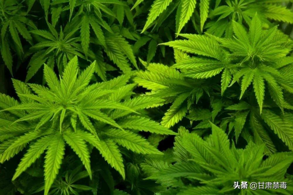 国际禁毒日不可以做什么,国际禁毒日违禁药品