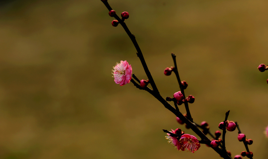 中国诗词大会董卿咏梅,诗词大会第四季第七场董卿开场白