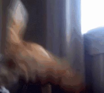 为什么小奶猫不适合和主人一起睡,小奶猫多大可以出窝