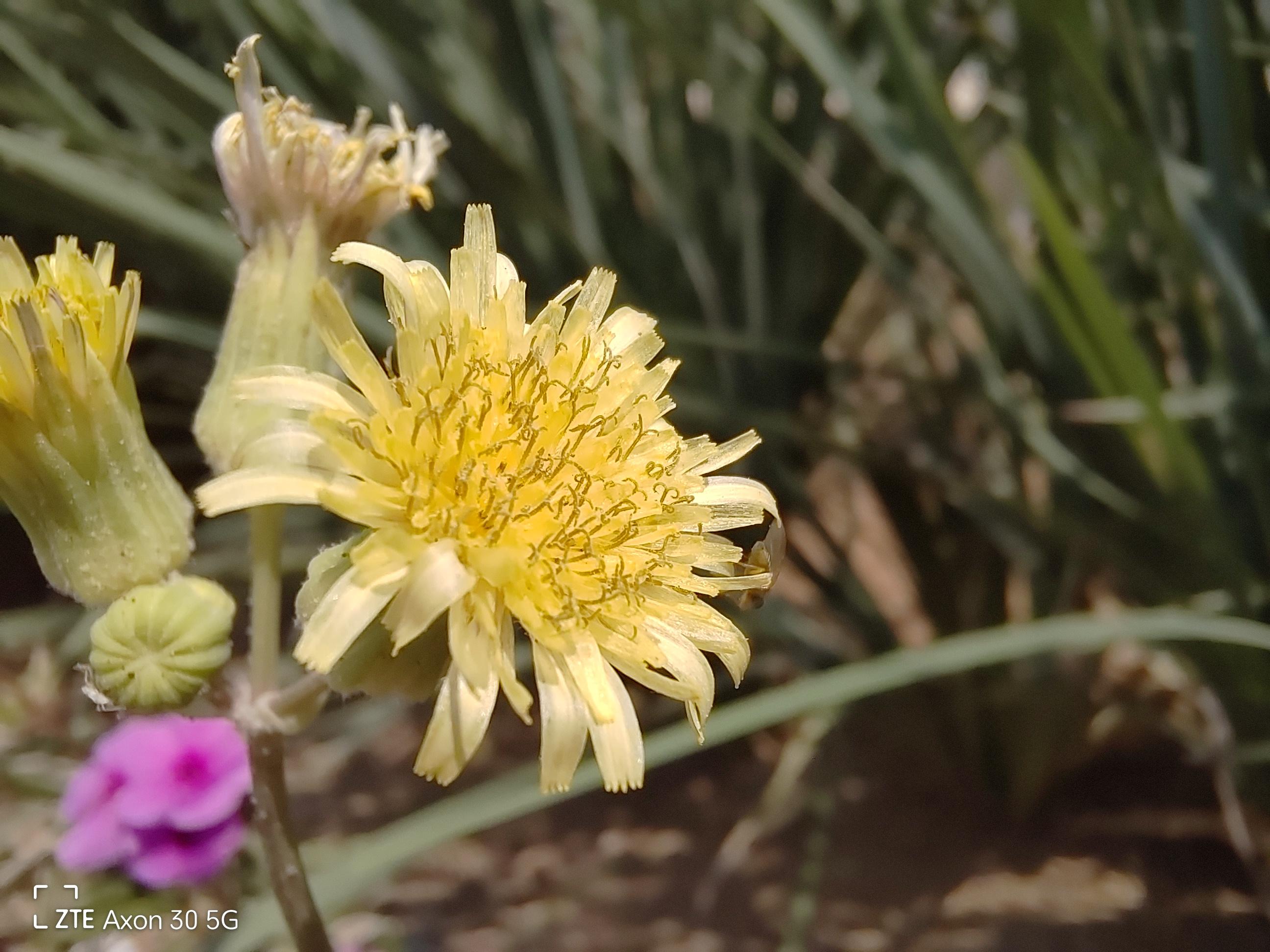 中兴axon305g屏下摄像手机,中兴axon30u和oppofindx3pro