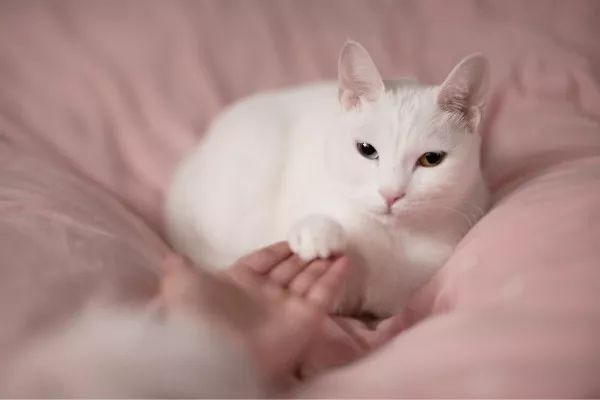 铲屎官必看,猫咪怎么区分软便和硬便