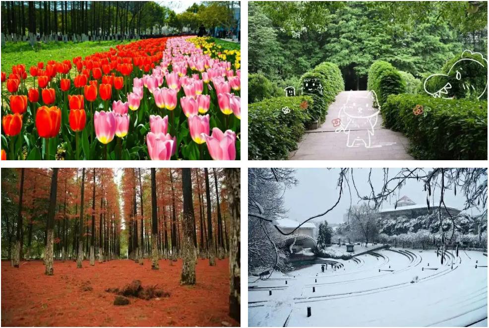 南京“超豪华”大学：别墅宿舍，配备电梯、空调、独卫，坐拥影院、游泳馆、健身房！