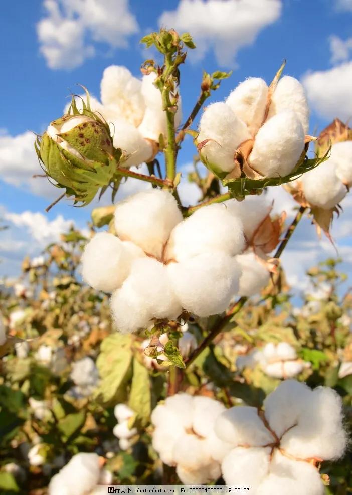 从*疆新**棉事件里折射出来的别样爱国情怀：我为自己是中国人而骄傲