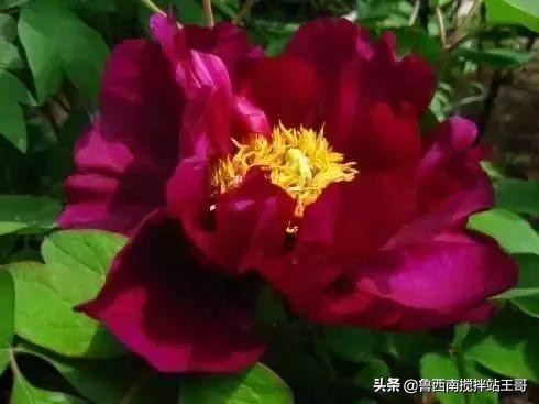 牡丹十大品种九大花系,牡丹进口品种图片及名称