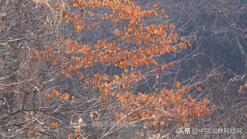 太白县鹦鸽镇药王谷,太白鹦鸽镇药王谷