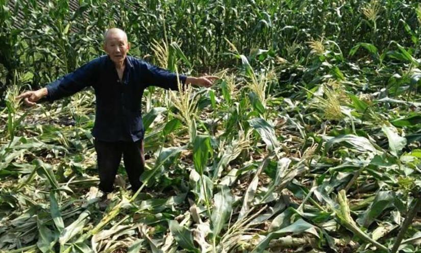 农民种地怎样防控野猪,野猪泛滥的措施有哪些方法