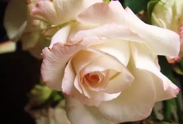 一万年一次的2020520;一起认识100种玫瑰~别送错啊