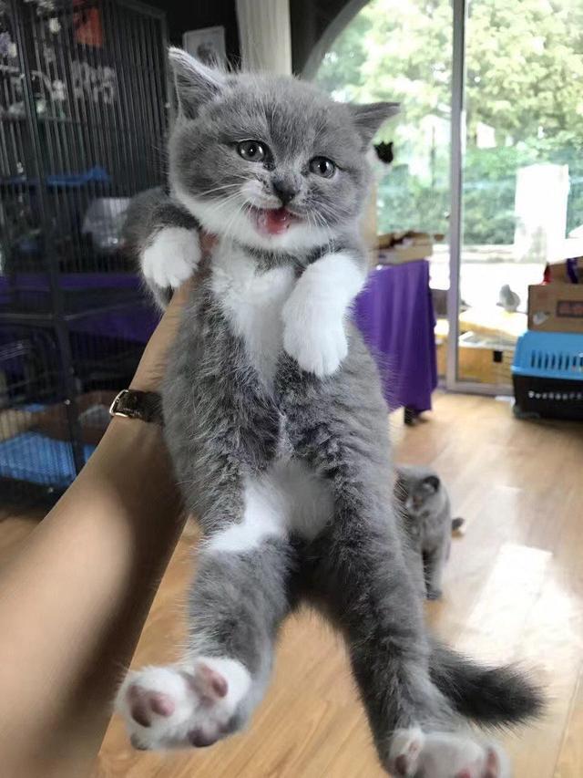 英短猫性格优点缺点,英短猫的优点