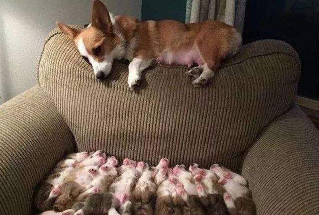 狗狗接生需要准备一些什么东西,狗狗难产主人帮狗狗接生全过程