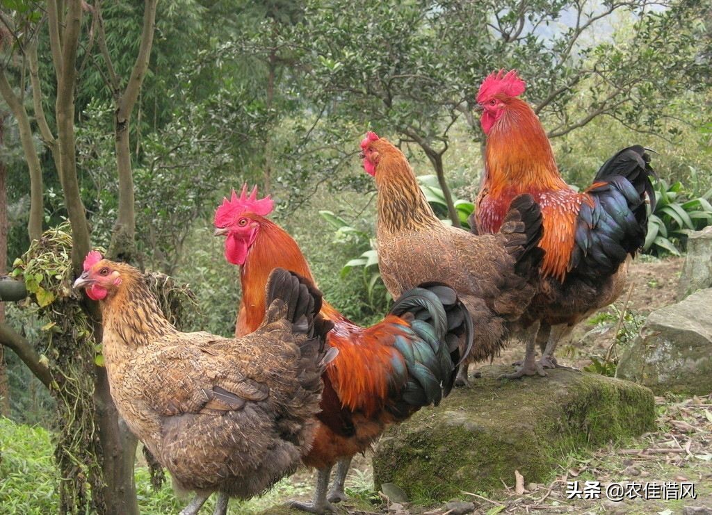 山林散养土鸡需要注意哪些问题,散养1000只土鸡需要投入多少钱