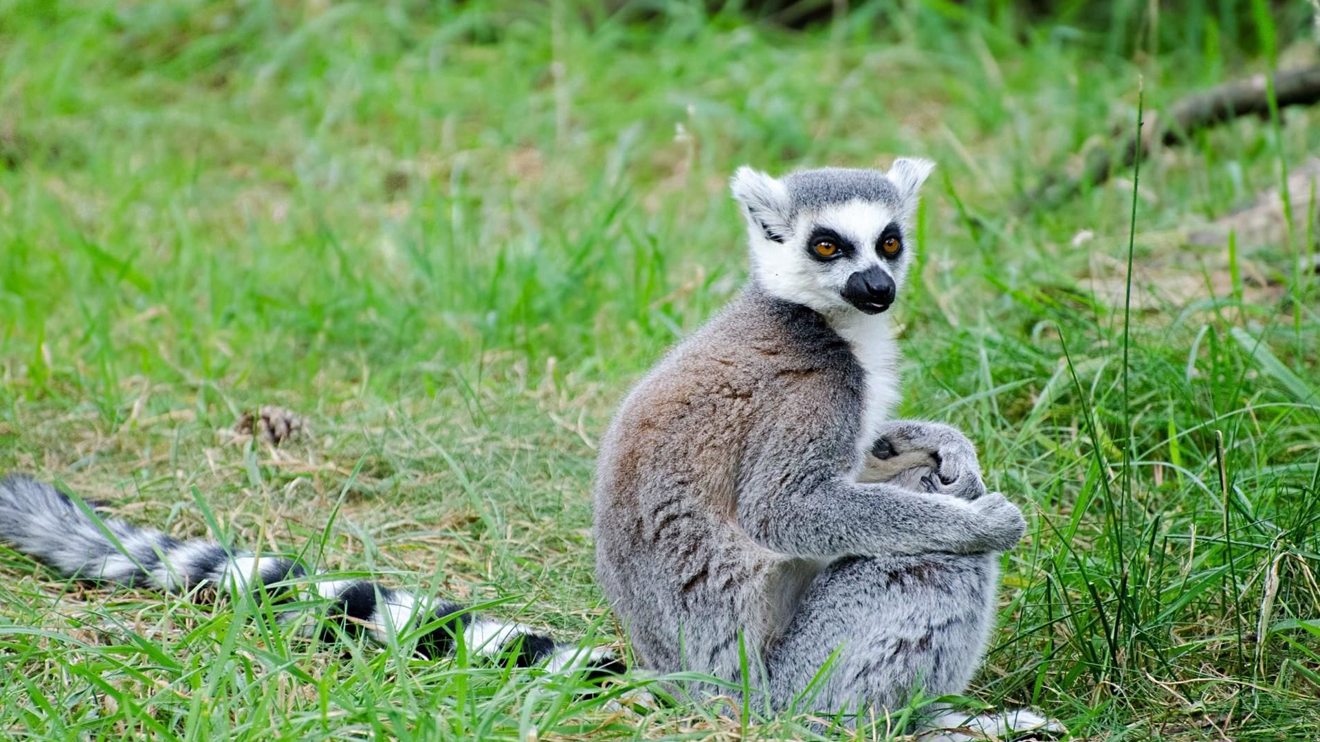 蜗牛智商高的动物,盘点动物世界最慢的动物蜗牛
