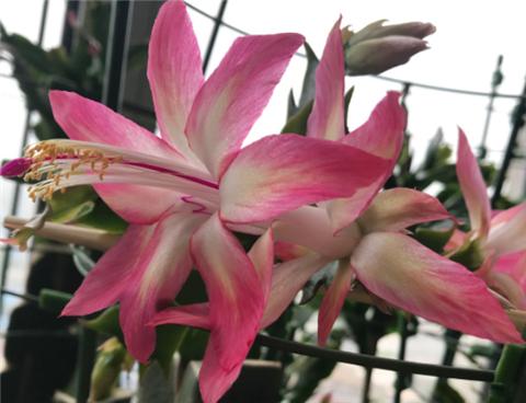 蟹爪兰开花爆盆的小妙招,蟹爪兰开花后的养殖方法