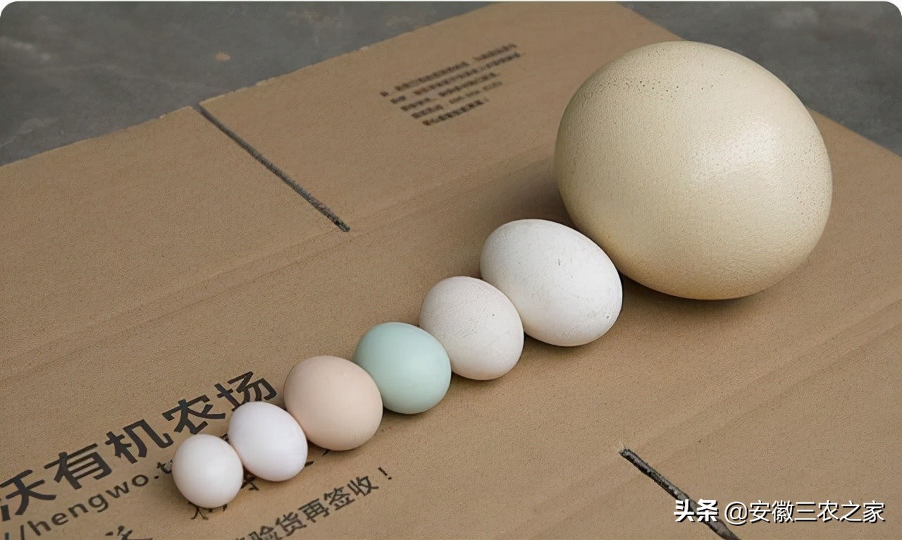 每年下蛋300的鸡,3000只下蛋鸡成本多少利润多少