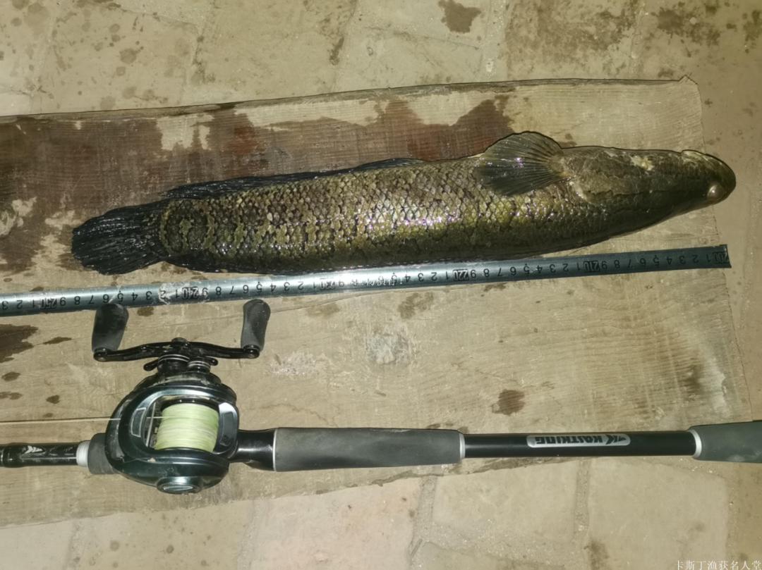 「渔获名人堂周榜」这两位粉丝钓友，你们太牛了