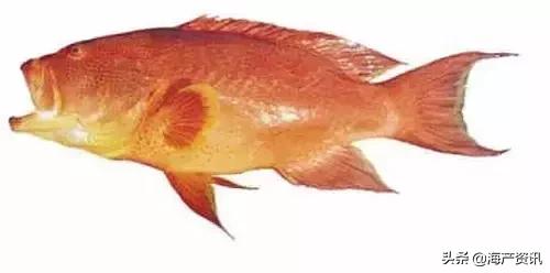 海洋科普世界上都有什么鱼,十种受欢迎的海鲜鱼类