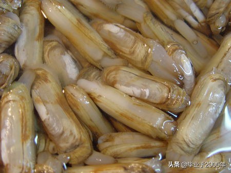 大连海鲜吃货,大连海鲜的种类