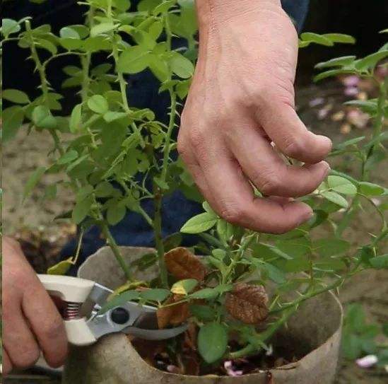 倒挂*钟金**烂根活不了？“狠心”剪一刀，养护跟上，后续还能开花！