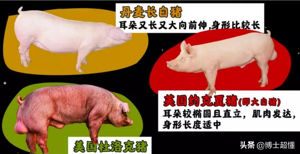 美国控制了中国养猪业吗,中国生猪被美国垄断吗