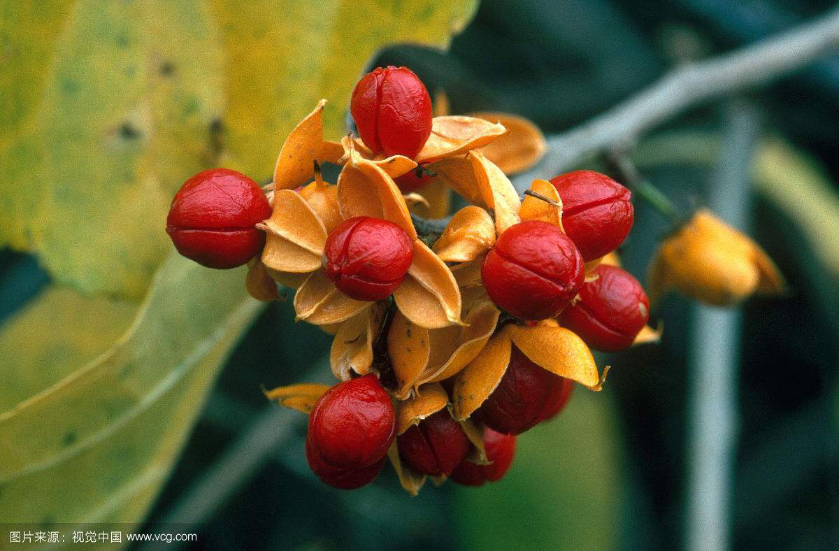 山货药材云南文山,中药材山货