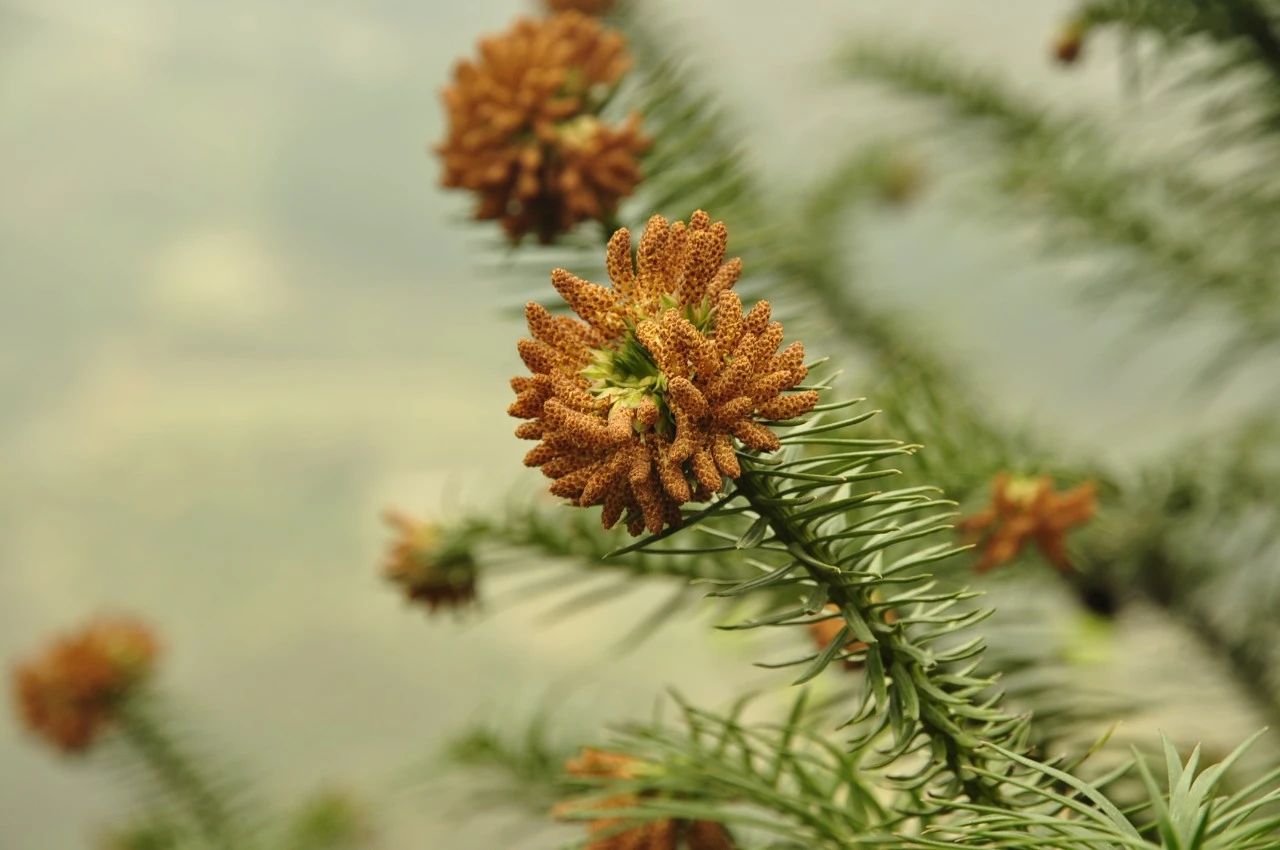 重庆的行道树有哪些,重庆高山老树