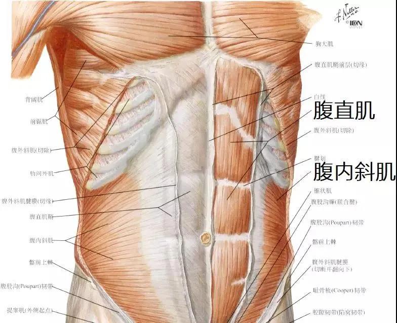戴束腰子宫下垂,网红束腰导致内脏下垂
