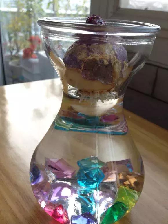 开过的风信子怎么处理,开过花的风信子怎么留种子