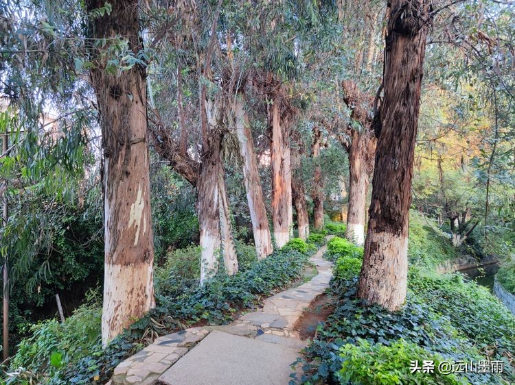 绿树成荫林荫小道,绿树成荫的小路视频