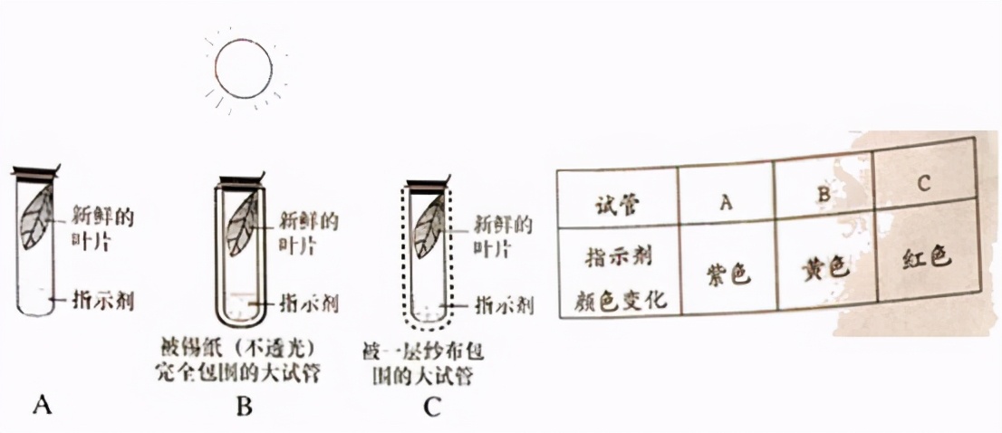 人教版七年级生物植物的呼吸作用,生物光合作用与呼吸作用的综合题