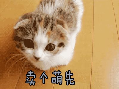 猫得了猫癣怎么办,猫得猫癣可以每天吃一颗蛋黄吗