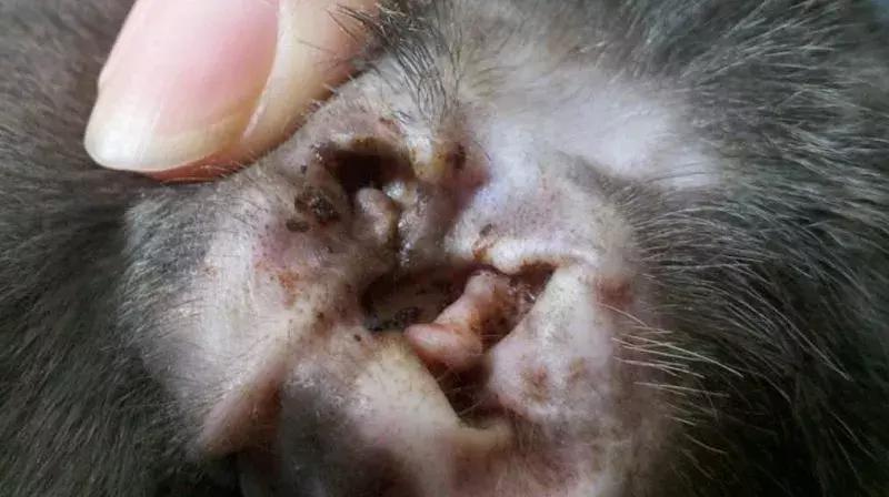 春暖花开，又到了狗狗皮肤病高发期