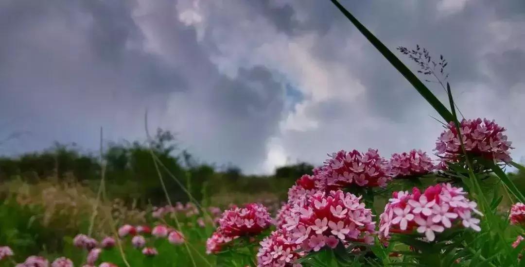 山西晋城析城山,极目胭粉遍草甸