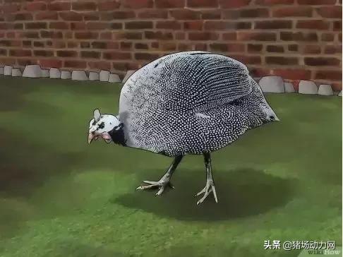 消灭蜱虫的药,蜱虫的毒性有多强