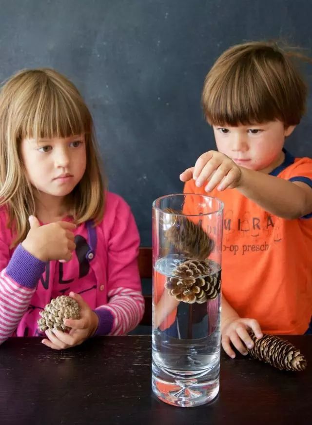 捡来的松果不要扔其实它大有用处,路上捡的小松果不要扔