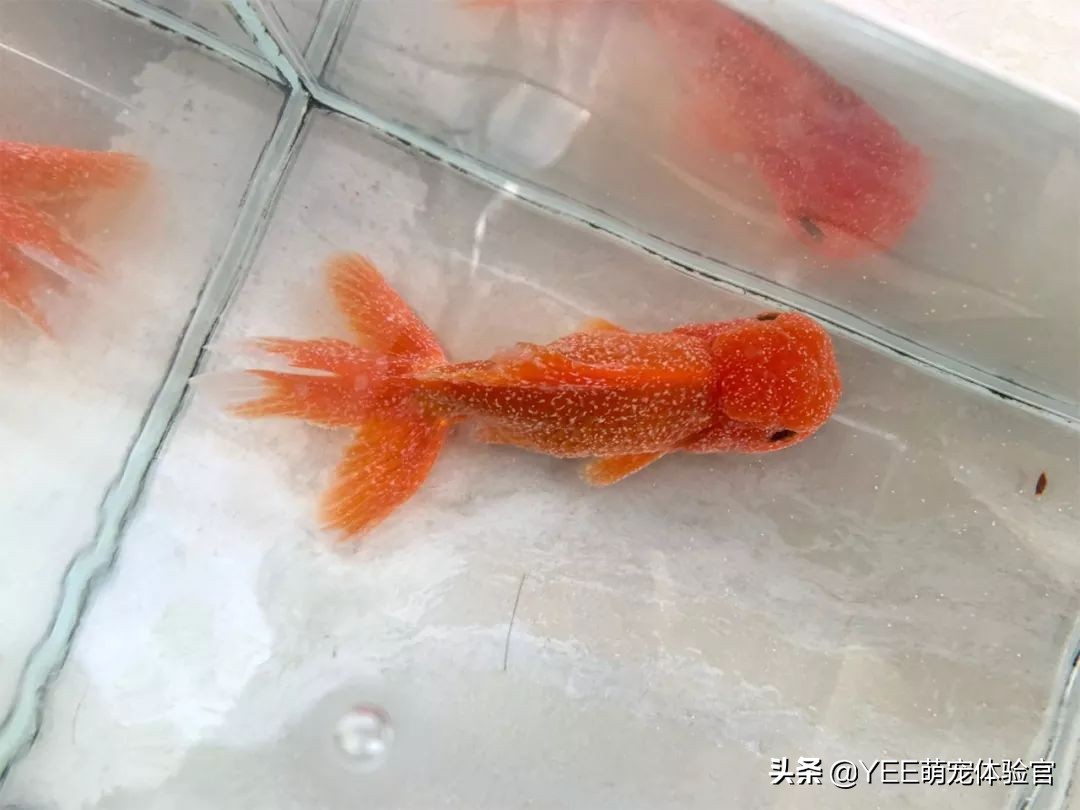 观赏鱼身上白点什么病怎么治疗,观赏鱼身上有白色斑点是怎么回事