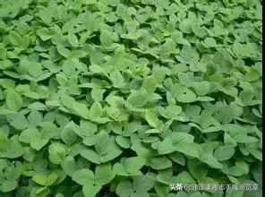 皇帝种地顺口溜,种地插秧顺口溜