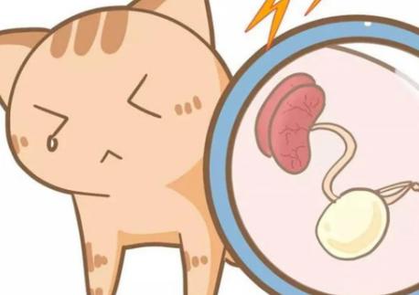 猫突然猝死有先兆吗,猫多久不会猝死