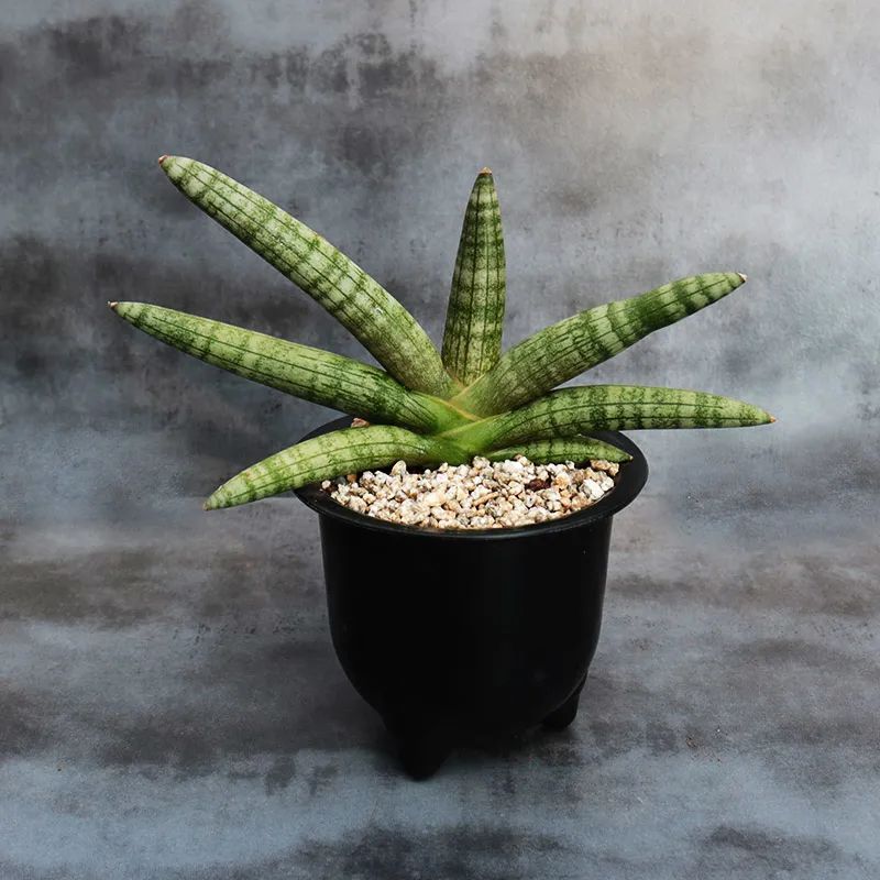 佛手花有哪些寓意,佛手花有什么寓意和象征