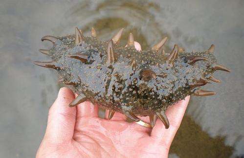 斑节对虾养殖过程中纤毛虫的危害,青蟹纤毛虫病图片及防治