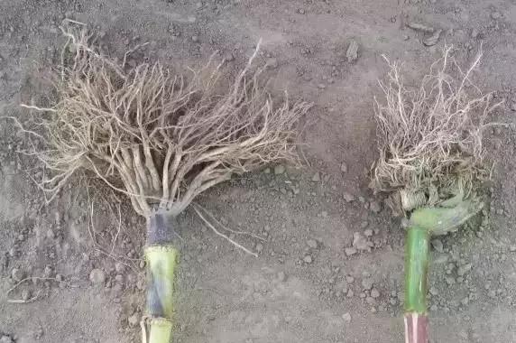 玉米苗前封闭除草剂药害表现,玉米受轻微大豆除草剂药害怎么办