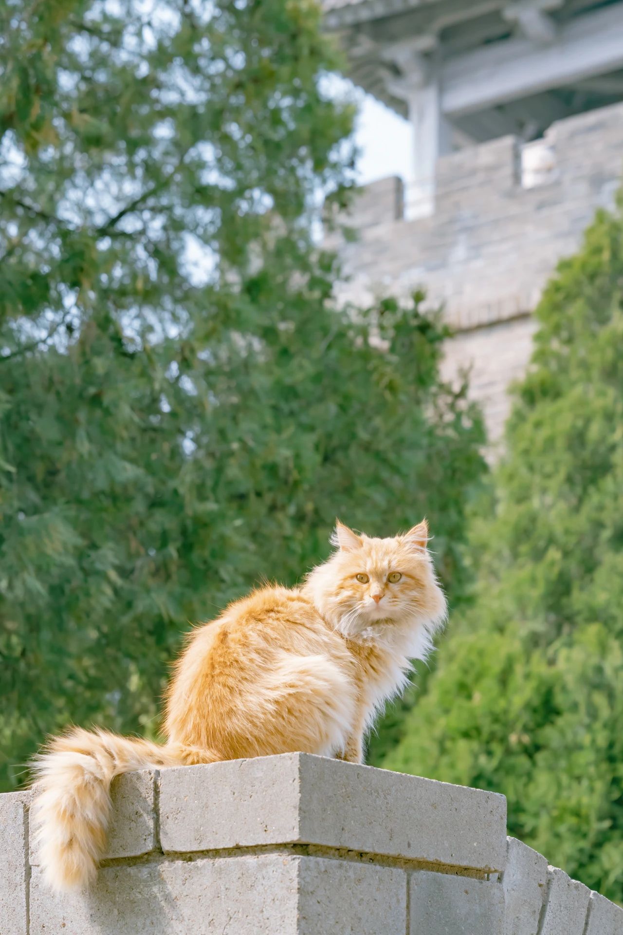 骊山烽火台航拍视频,骊山烽火台上的猫